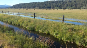 Cattle Grazing in South Central Oregon